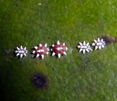 Ceroplastes sinensis by Peter de Lange by Peter de Lange. Used under a CC0 license.