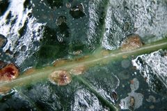 Coccus hesperidum01 by Whitney Cranshaw, Colorado State University, United States, Bugwood.org. Used under a CC BY 3.0 license.