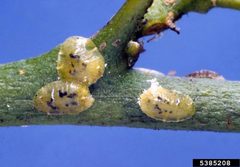 Coccus viridis by Jeffrey W. Lotz. Used under a CC BY 3.0 license.