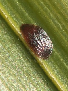 Eucalymnatus tessellatus 399328156 by Stephen Thorpe. Used under a CC BY 4.0 license.