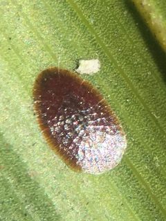 Eucalymnatus tessellatus 399328707 by Stephen Thorpe. Used under a CC BY 4.0 license.