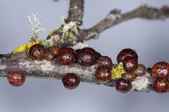 Eulecanium kunoense by Don Loarie. Used under a CC BY 4.0 license.