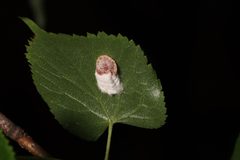 Pulvinaria acericola 39713522 by Steven Bodzin. Used under a CC BY 4.0 license.