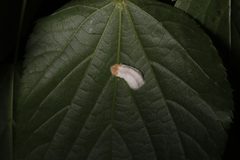 Pulvinaria acericola 39713551 by Steven Bodzin. Used under a CC BY 4.0 license.