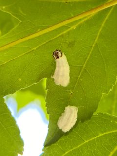 Pulvinaria acericola 76454107 by Emily Summerbell. Used under a CC BY 4.0 license.