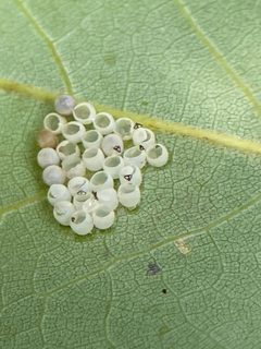 Pulvinaria acericola 76454141 by Emily Summerbell. Used under a CC BY 4.0 license.