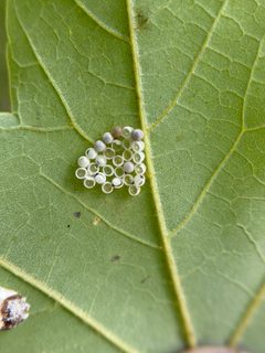 Pulvinaria acericola 76454209 by Emily Summerbell. Used under a CC BY 4.0 license.