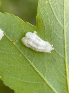 Pulvinaria acericola 76454260 by Emily Summerbell. Used under a CC BY 4.0 license.