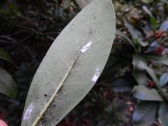 Pulvinaria floccifera 107442243 by Susan Marley. Used under a CC BY 4.0 license.