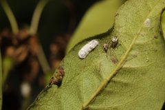 Pulvinaria floccifera 85513362 by Stephen James McWilliam. Used under a CC0 license.