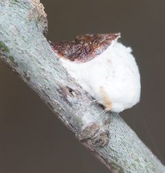 Pulvinaria innumerabilis 138062716 by megachile. Used under a CC0 license.