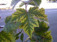 Pulvinaria innumerabilis damage by Inzilbeth. Used under a CC BY-SA 4.0 license.