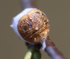 2023 05 20 Pulvinaria vitis 2 by Ralf Huber. Used under a CC BY-SA 4.0 license.