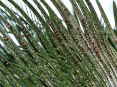 Cycad Aulacaspis scale - 30555605666 by Plant pests and diseases. Used under a CC0 license.