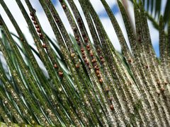 Cycad Aulacaspis scale - 30592156485 by Plant pests and diseases. Used under a CC0 license.