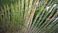 Cycad Aulacaspis scale - 33579166551 by Plant pests and diseases. Used under a CC0 license.
