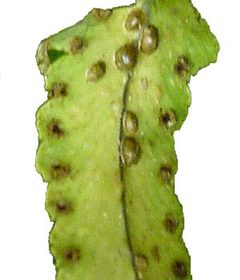 Saissetia coffeae from CSIRO by Unknown authorUnknown author. Used under a Public domain license.