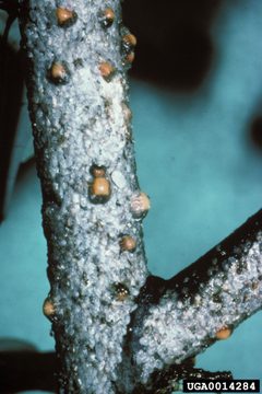 Toumeyella liriodendri by Gerald J. Lenhard, Louisiana State University, Bugwood.org - See more at: http://www.forestryimages.org/browse/detail.cfm?imgnum=0014284#sthash.Bx85jMxQ.dpuf. Used under a CC BY-SA 3.0 license.