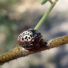 Toumeyella mirabilis a scale insect by Sue Carnahan. Used under a CC BY-SA 4.0 license.