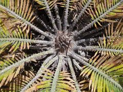 Cycad Aulacaspis scale - 26487527090 by Plant pests and diseases. Used under a CC0 license.