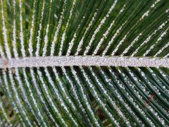 Cycad Aulacaspis scale - 28359751121 by Plant pests and diseases. Used under a CC0 license.