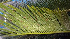 Cycad Aulacaspis scale - 33708393355 by Plant pests and diseases. Used under a CC0 license.