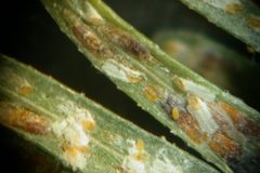 Fiorinia externa 1122009 by Eric R. Day, Virginia Polytechnic Institute and State University. Used under a CC BY 3.0 us license.