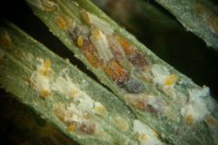Fiorinia externa 1122010 by Eric R. Day, Virginia Polytechnic Institute and State University. Used under a CC BY 3.0 us license.