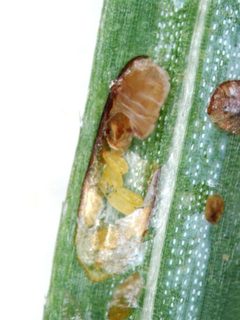 Fiorinia externa 5019025 by Pennsylvania Department of Conservation and Natural Resources - Forestry Archive,. Used under a CC BY 3.0 us license.