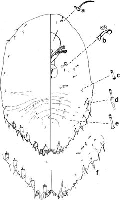 Fiorinia externa Zookey 2021 by Unknown authorUnknown author. Used under a CC BY 4.0 license.