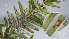 Fiorinia externa on Tsuga canadensis by F.W. Ravlin, Department of Entomology, Michigan State University. Used under a CC BY 4.0 license.