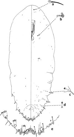 Fiorinia theae Zookey 2021 by Lyle Buss. Used under a CC BY 4.0 license.