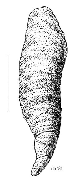 HEMI Diaspididae Lepidosaphes ulmi by Desmond W. Helmore
. Used under a CC BY 4.0 license.