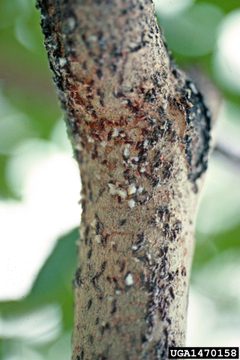 Lepidosaphes ulmi by A. Steven Munson. Used under a CC BY 3.0 us license.