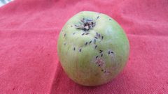 Mussel scale on an apple by Richard Avery. Used under a CC BY-SA 4.0 license.