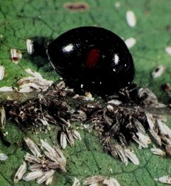 Chilocorus kuwanae eating Unaspis euonymi by Tim McCabe, USDA-ARS. Used under a Public domain license.