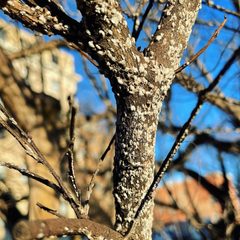 Acanthococcus lagerstroemiae - Crapemyrtle Bark Scale - 51503342283 by m.borden. Used under a CC BY-SA 2.0 license.