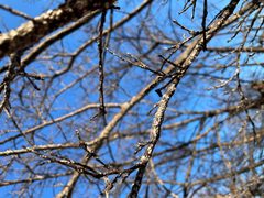 Acanthococcus lagerstroemiae - Crapemyrtle Bark Scale - 51503342533 by m.borden. Used under a CC BY-SA 2.0 license.