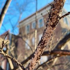 Acanthococcus lagerstroemiae - Crapemyrtle Bark Scale - 51503827184 by m.borden. Used under a CC BY-SA 2.0 license.