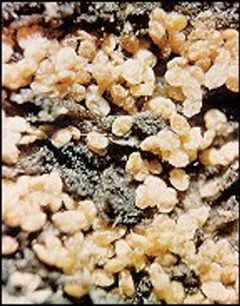 Beech scale insects by U.S. Department of Agriculture Forest Service. Used under a Public domain license.