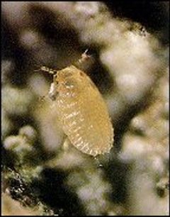 Beechscalenymph by U.S. Department of Agriculture Forest Service. Used under a Public domain license.