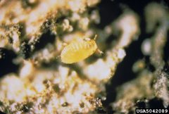 Cryptococcus fagisuga 5042089-PPT by Joseph O'Brien, USDA Forest Service, Bugwood.org. Used under a CC BY 3.0 us license.