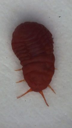 Neosteingelia texana by Joseph Hubbard. Used under a CC BY 4.0 license.