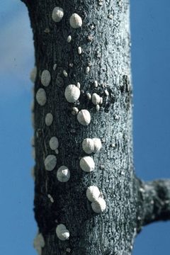 Lecanodiaspis prosopidis by Whitney Cranshaw. Used under a CC BY 3.0 license.