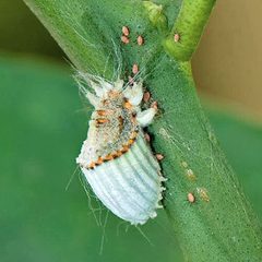 Icerya purchasi feeding on Citrus by Vijay Cavale <vijay at indiabirds.com> http://www.indiabirds.com. Used under a CC BY-SA 3.0 license.