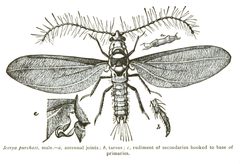 Icerya purchasi male by J.B. Smith. Used under a Public domain license.