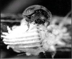 Rodolia cardinalis USDA by wikipedia. Used under a Public domain license.