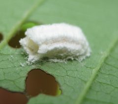 Phenacoccus aceris egg case by Beatriz Moisset. Used under a CC BY-SA 4.0 license.