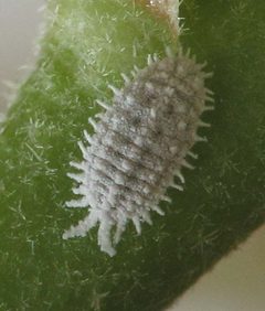 Phenacoccus solani by Assafn. Used under a CC BY 3.0 license.