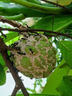 Planococcus citri-Insects by Krishnaveni krish29. Used under a CC BY-SA 4.0 license.
